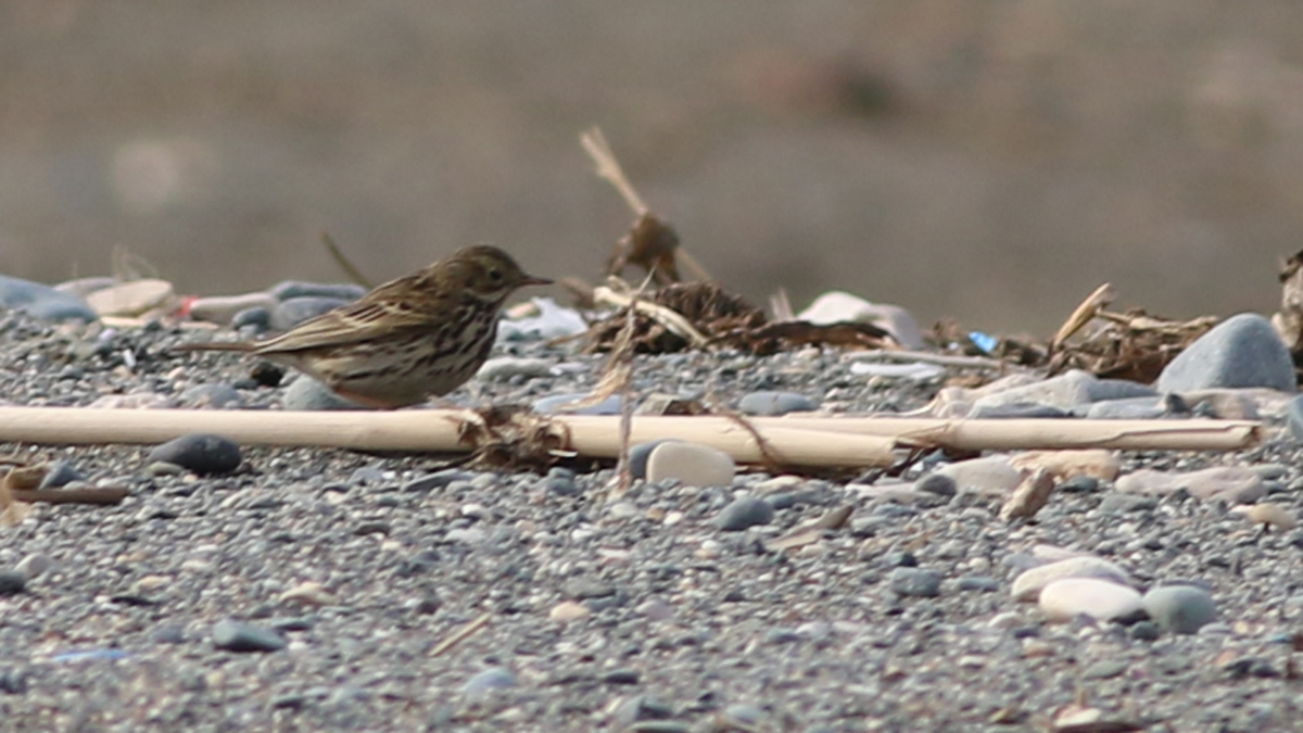 American Pipit